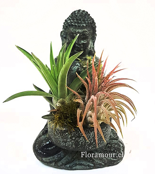 Bella figura de Buda Siddharta de origen Bali- Indonesia, de cermica rstica, tamao aprox 13 cm x 8 cm, con exclusivas plantas aéreas Tillandsias. Servicio de entrega slo en Santiago de Chile  

